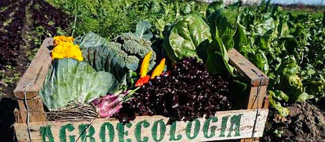 Agroecologia-una-oportunidad-de-transformacion-integral